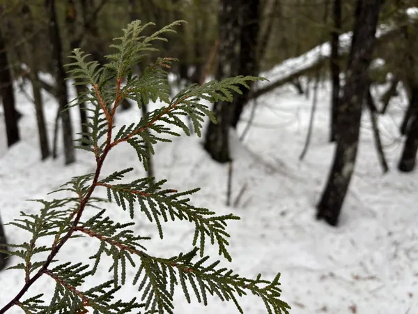 $99,000 | 1974 The Bend Road, Greensboro, VT 05841