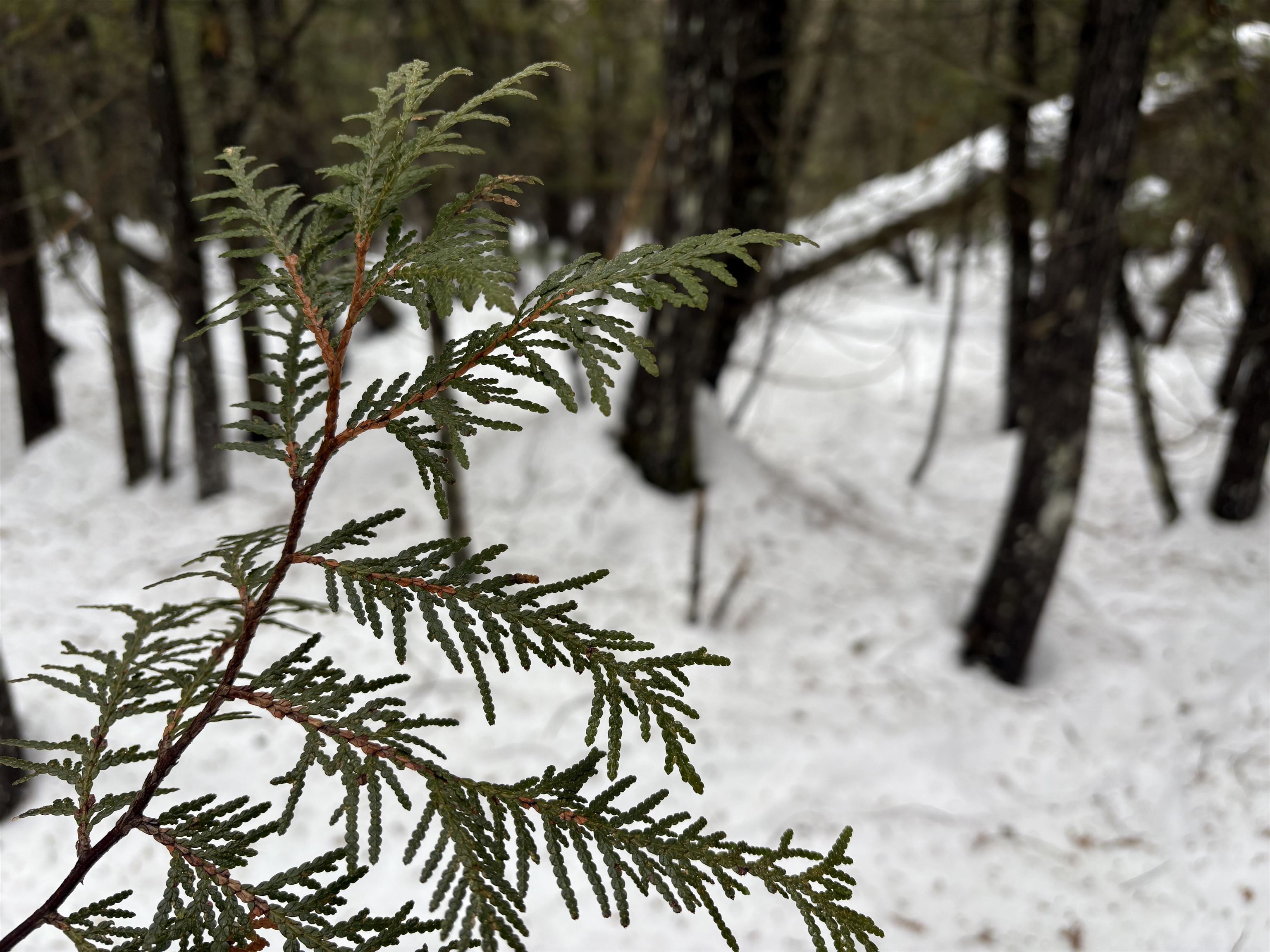 1974 The Bend Road Greensboro, VT 05841 - Photo 8 of 14