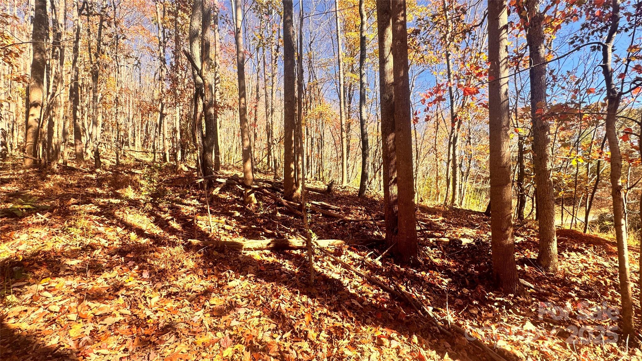 1038 Round Rock Road, Unit 49/50 Lenoir, NC 28645 - Photo 20 of 46 a view of lots of trees