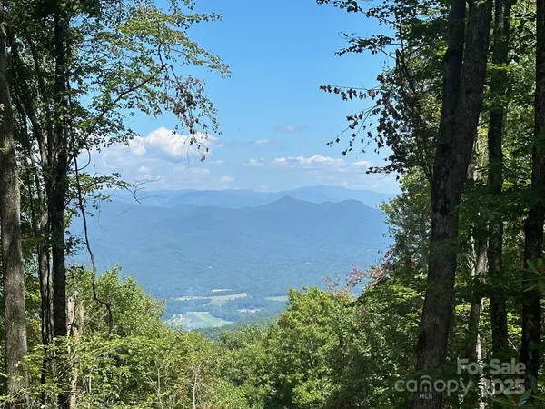 a view of a field of trees