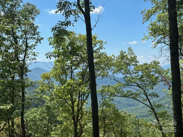 a view of a tree in a yard