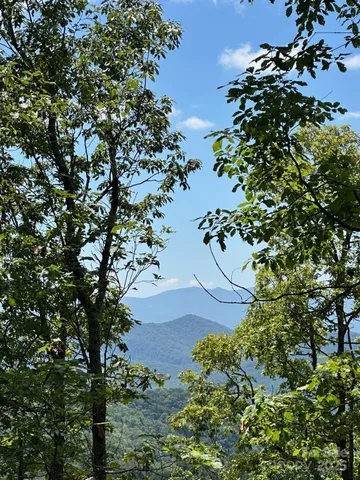 a plant that is in a garden