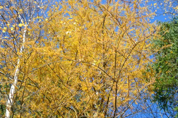 $109,000 | 592 Vertical Mile Road, Wheelock, VT 05851