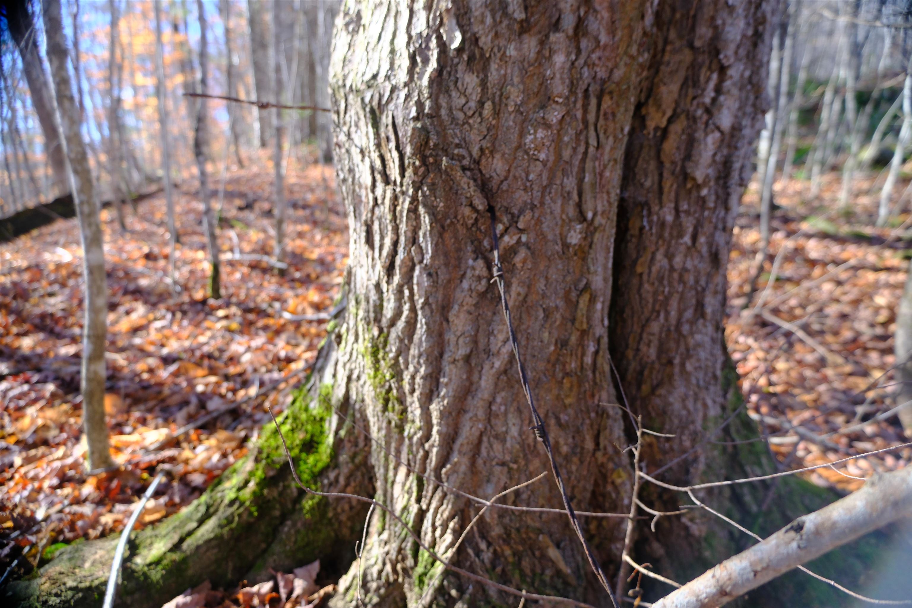 592 Vertical Mile Road Wheelock, VT 05851 - Photo 4 of 27
