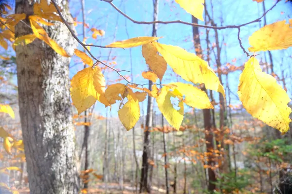 $109,000 | 592 Vertical Mile Road, Wheelock, VT 05851