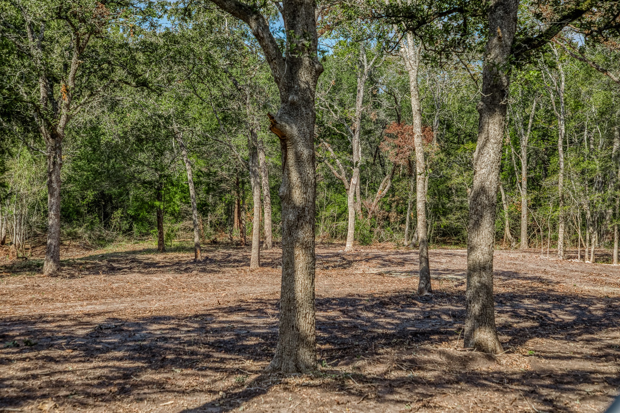 6 Sun Oil Road Brenham, TX 77833 - Photo 19 of 34 a view of a forest filled with trees