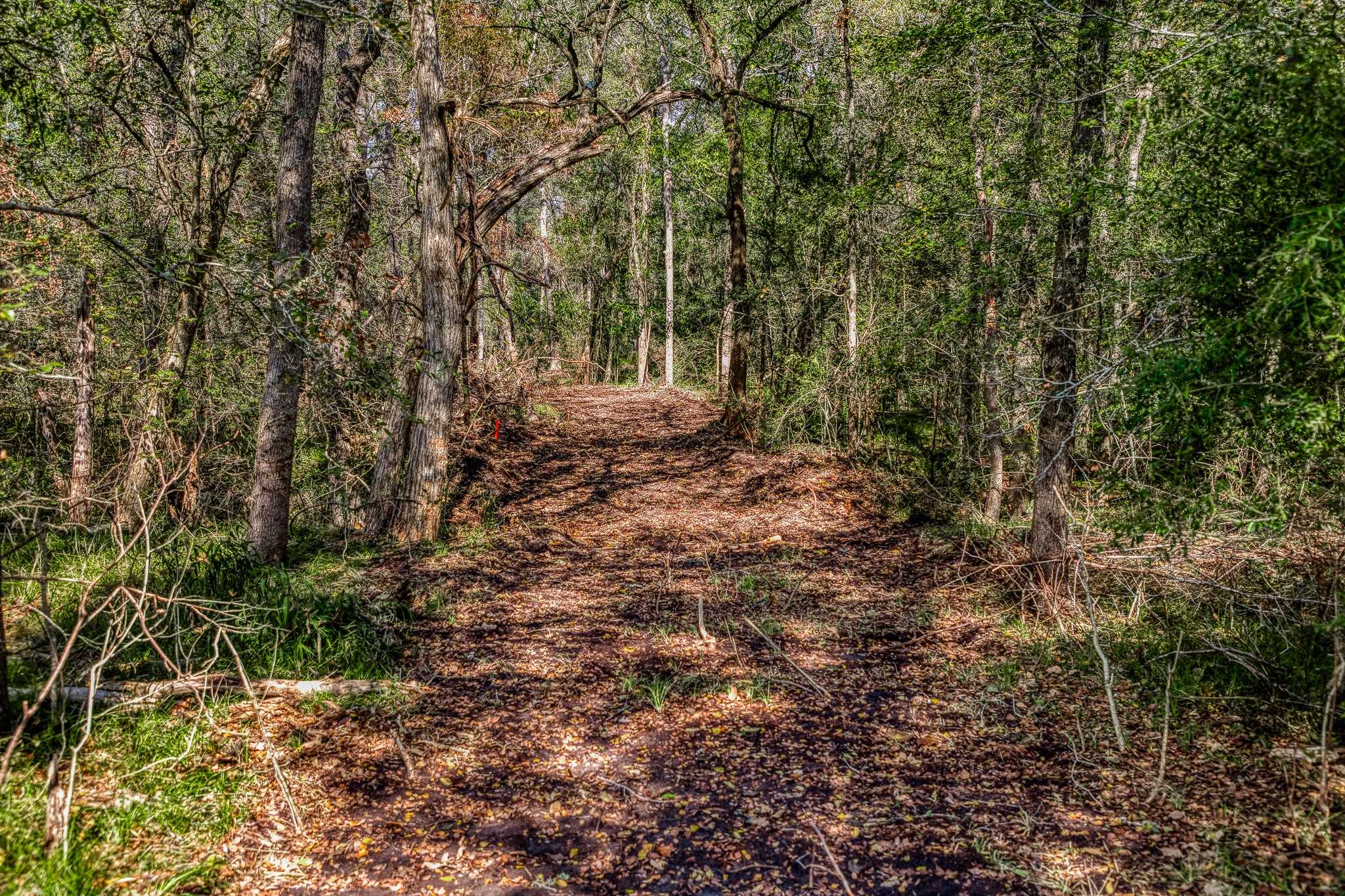 6 Sun Oil Road Brenham, TX 77833 - Photo 28 of 34 a view of a forest with trees in the background