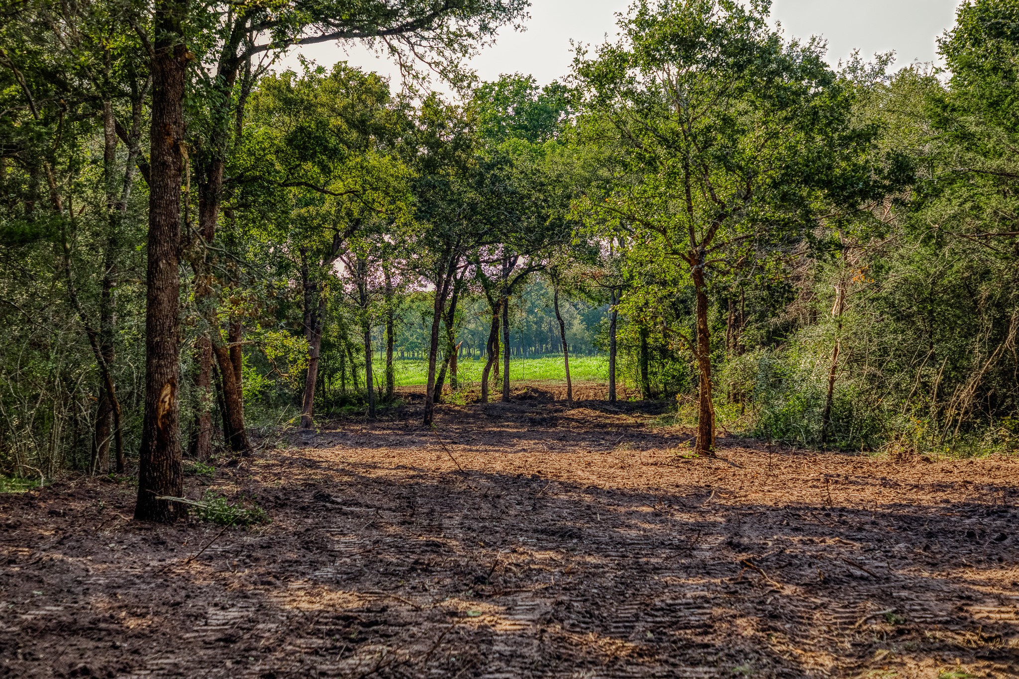 6 Sun Oil Road Brenham, TX 77833 - Photo 5 of 34 a view of a backyard with large trees