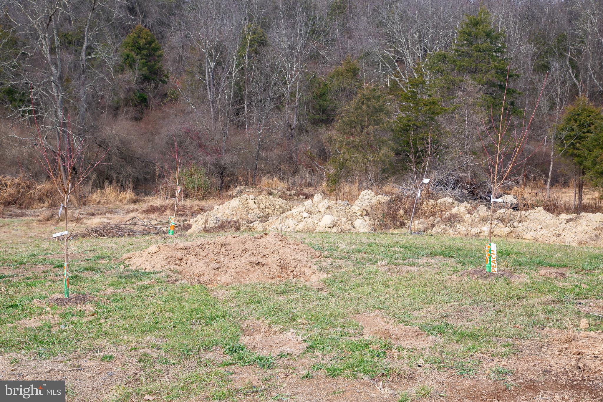 1101 Beaver Run Road Burlington, WV 26710 - Photo 37 of 40 a view of a yard with large trees