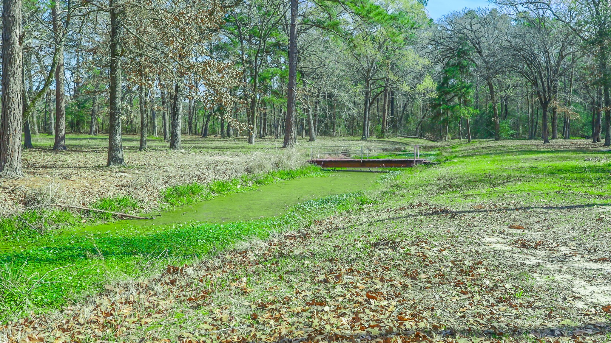 9139 Highway 94 Groveton, TX 75845 - Photo 11 of 49 a backyard of a house with lots of green space