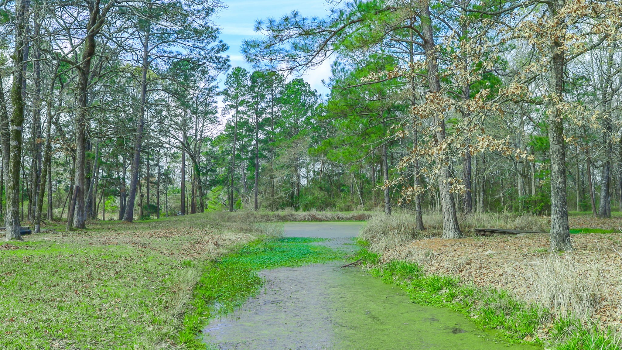 9139 Highway 94 Groveton, TX 75845 - Photo 9 of 49 a view of outdoor space with green field and trees