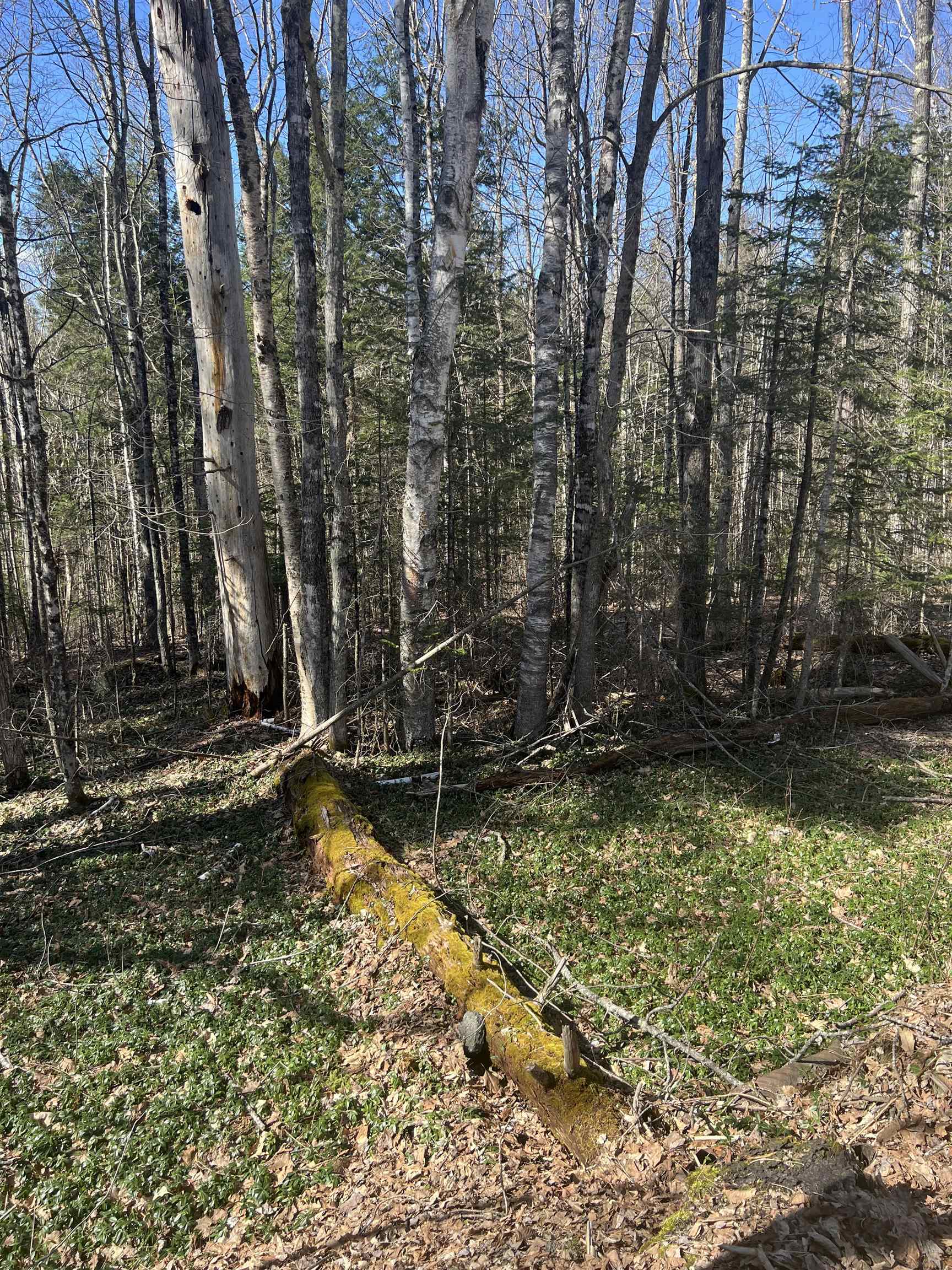 0 Studio Road Warren, NH 03279 - Photo 4 of 12
