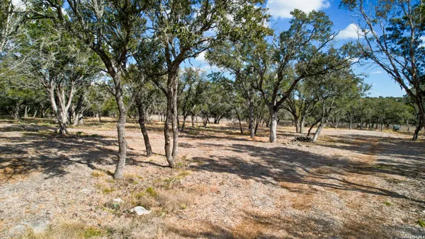 a view of a yard with large trees