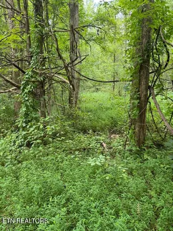 $38,000 | Lot 1 Timberlake Drive, Cosby, TN 37722