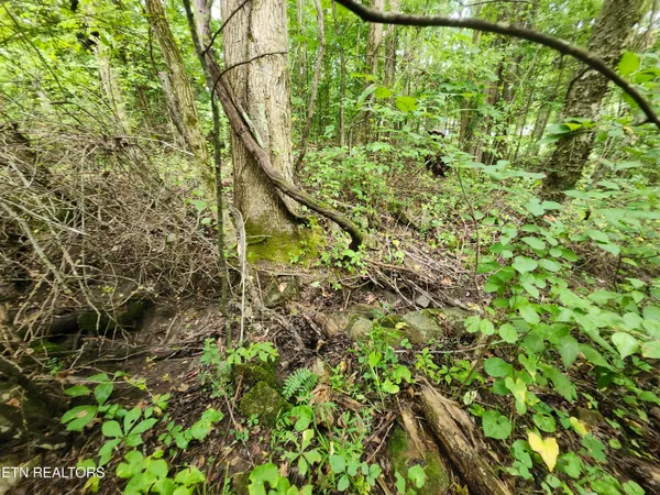 $38,000 | Lot 1 Timberlake Drive, Cosby, TN 37722