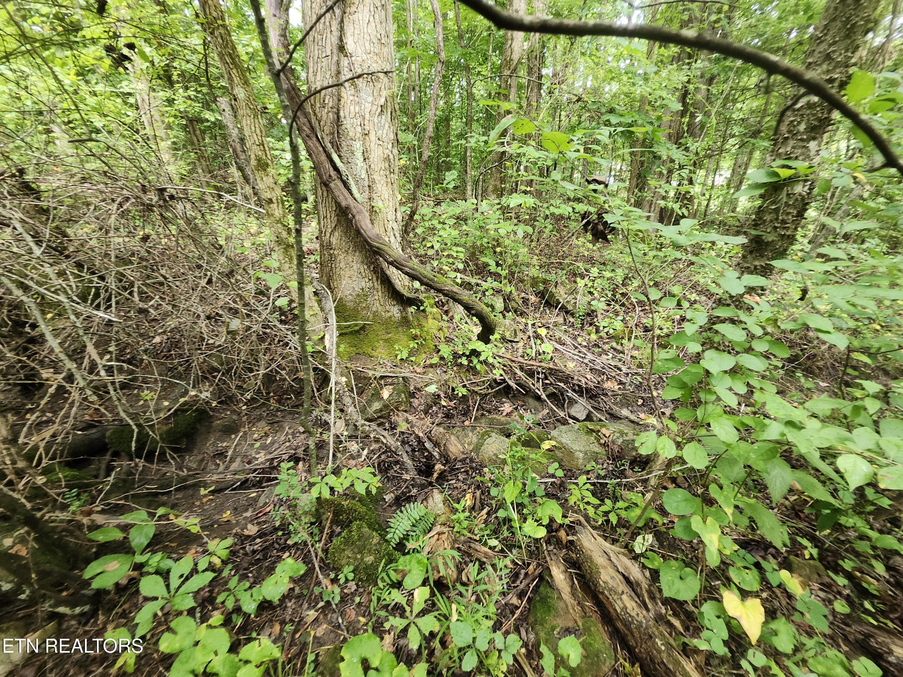 Lot 1 Timberlake Drive Cosby, TN 37722 - Photo 2 of 8 Lot pic