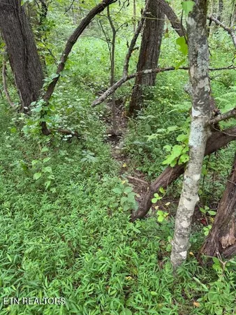 $38,000 | Lot 1 Timberlake Drive, Cosby, TN 37722