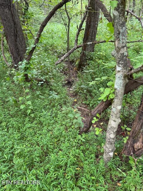 Lot 1 Timberlake Drive Cosby, TN 37722 - Photo 3 of 8 Lot pic