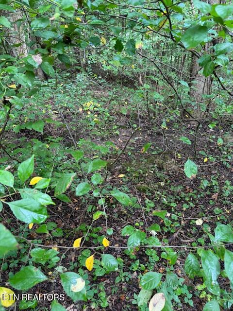 Lot 1 Timberlake Drive Cosby, TN 37722 - Photo 4 of 8 Lot pic