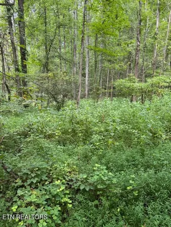 $38,000 | Lot 1 Timberlake Drive, Cosby, TN 37722