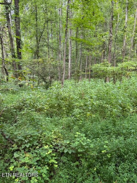 Lot 1 Timberlake Drive Cosby, TN 37722 - Photo 6 of 8 Lot pic