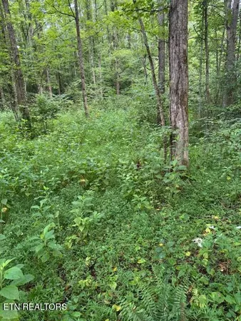 $38,000 | Lot 1 Timberlake Drive, Cosby, TN 37722