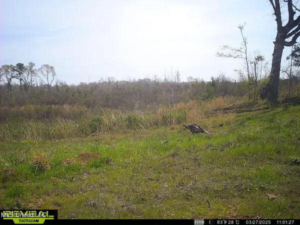$929,000 | Abernathy Road, Flora, MS 39071