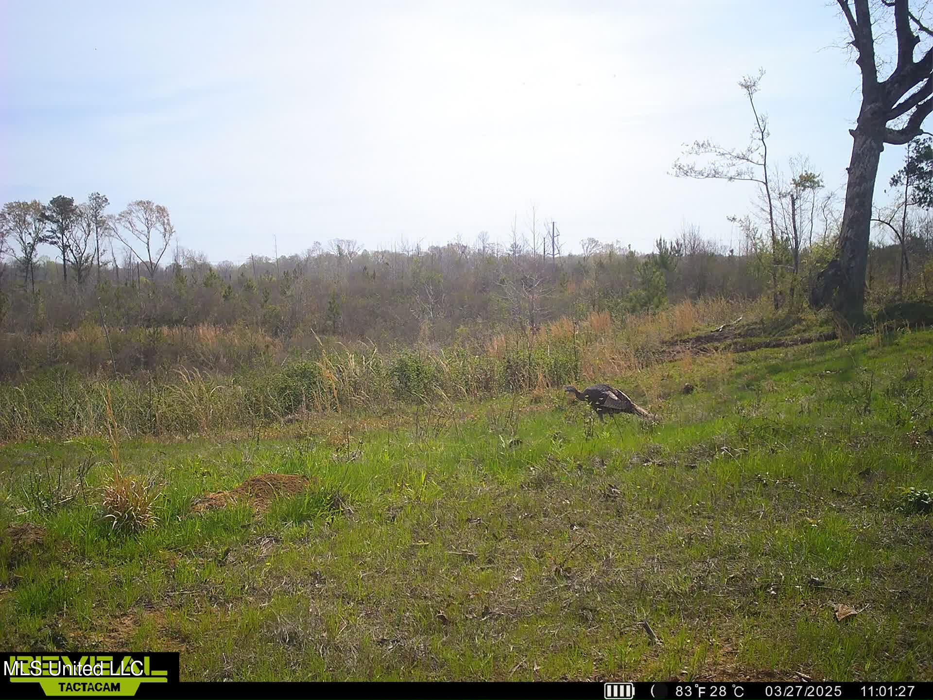Abernathy Road Flora, MS 39071 - Photo 11 of 20 ab19
