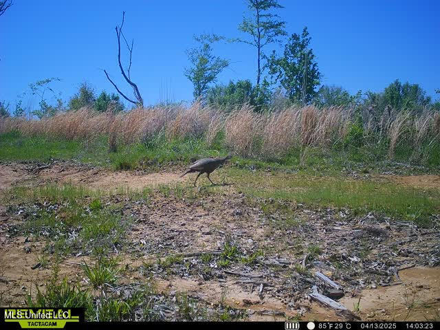Abernathy Road Flora, MS 39071 - Photo 12 of 20 ab22