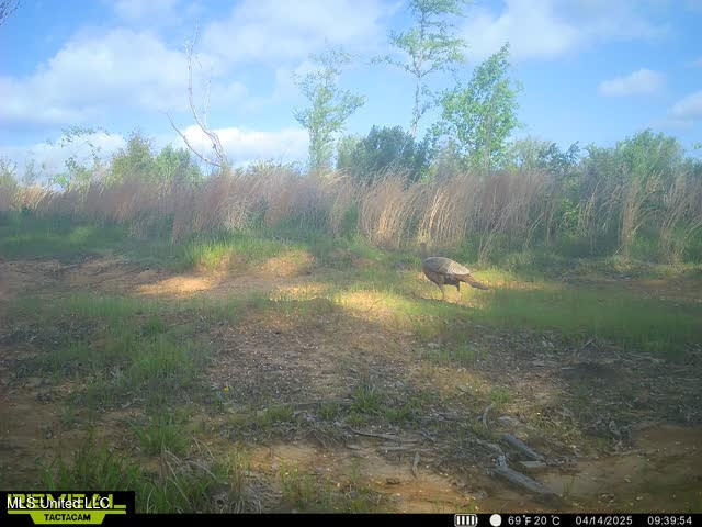 Abernathy Road Flora, MS 39071 - Photo 14 of 20 ab21