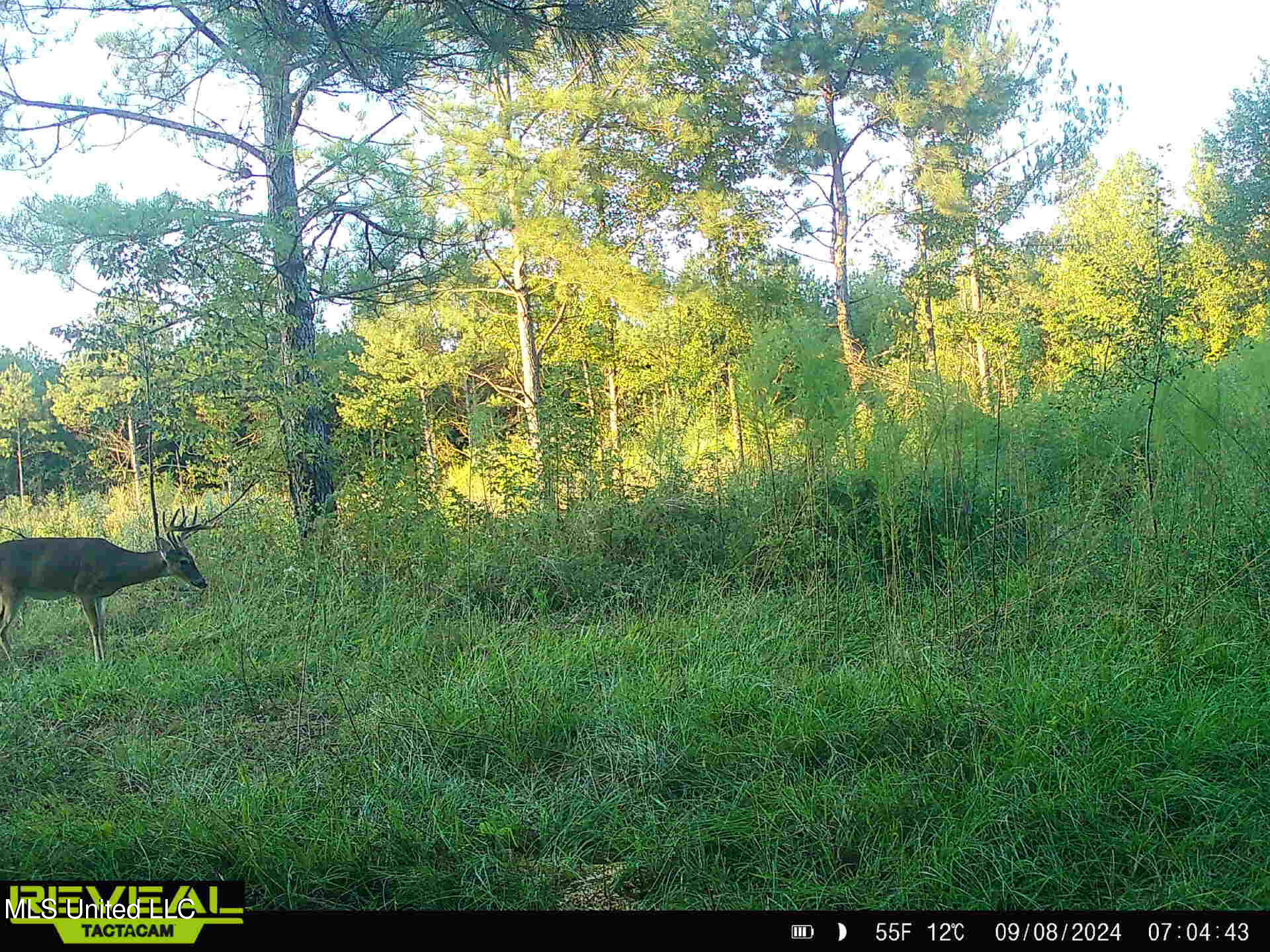Abernathy Road Flora, MS 39071 - Photo 16 of 19 ab10