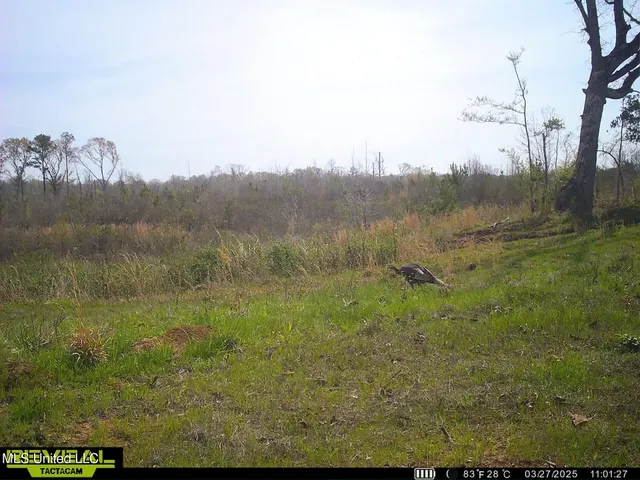 $995,000 | Abernathy Road, Flora, MS 39071