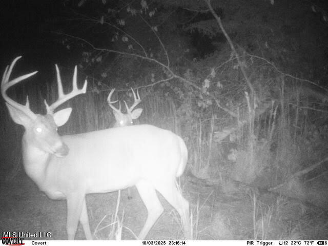 Abernathy Road Flora, MS 39071 - Photo 18 of 20 ab49