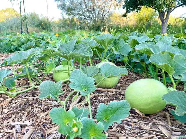 $539,000 | 14156 Highway 145, Dolores, CO 81323