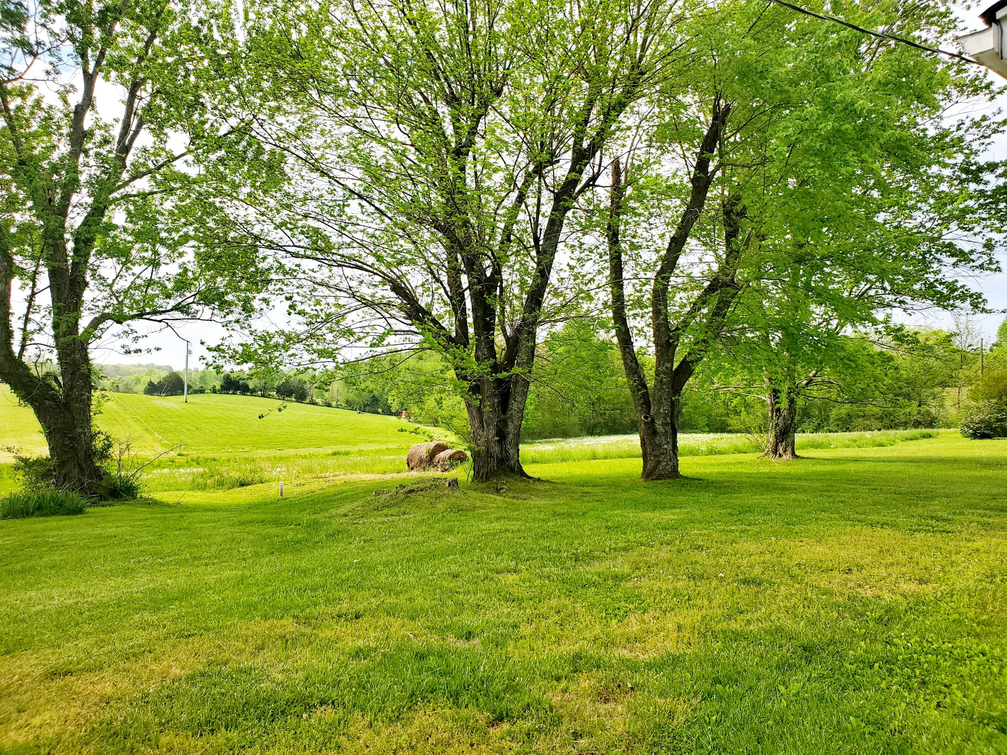 8340 Austin Bottom Road Baxter, TN 38544 - Photo 6 of 32 a view of a trees with a big yard