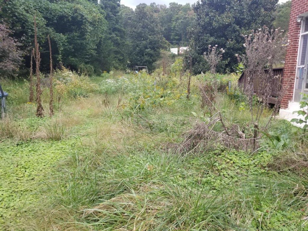 5913 Brethren Road Roanoke, VA 24014 - Photo 17 of 17 a view of a lush green forest with large trees