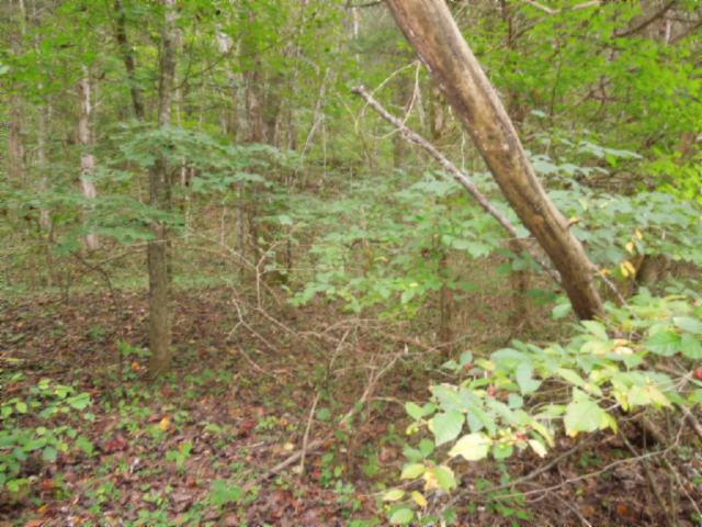 20.70-ac Add Stafford Road Hilham, TN 38568 - Photo 14 of 25 15