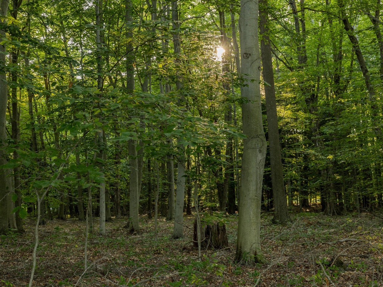 2 East Arthur Road Rothbury, MI 49452 - Photo 3 of 14