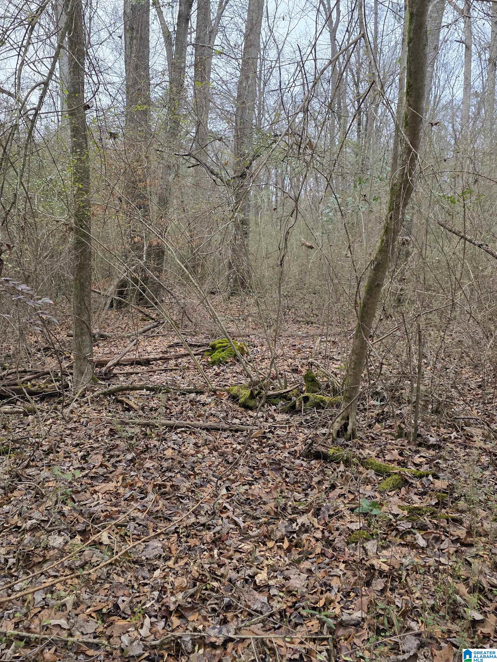 322 Tucker Road Talladega, AL 35160 - Photo 18 of 21