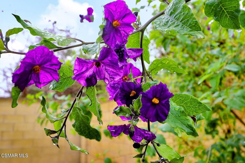 3550 Woodhaven Street Simi Valley, CA 93063 - Photo 35 of 41