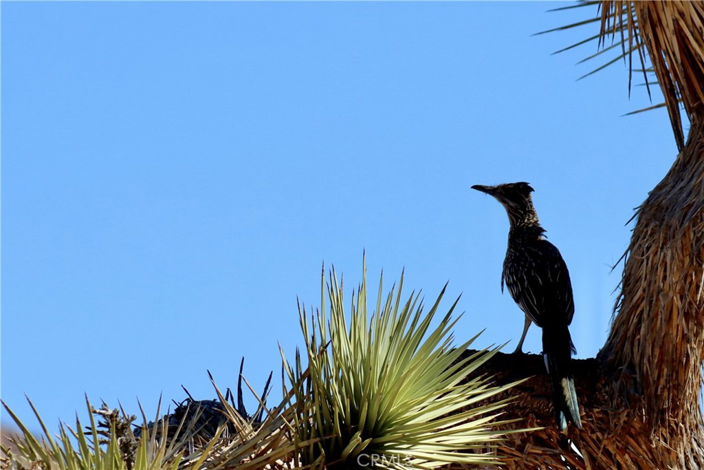 63350 Quail Springs Road Joshua Tree, CA 92252 - Photo 24 of 30 Gallery Image 24