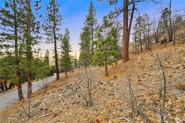 a view of a dry yard with trees