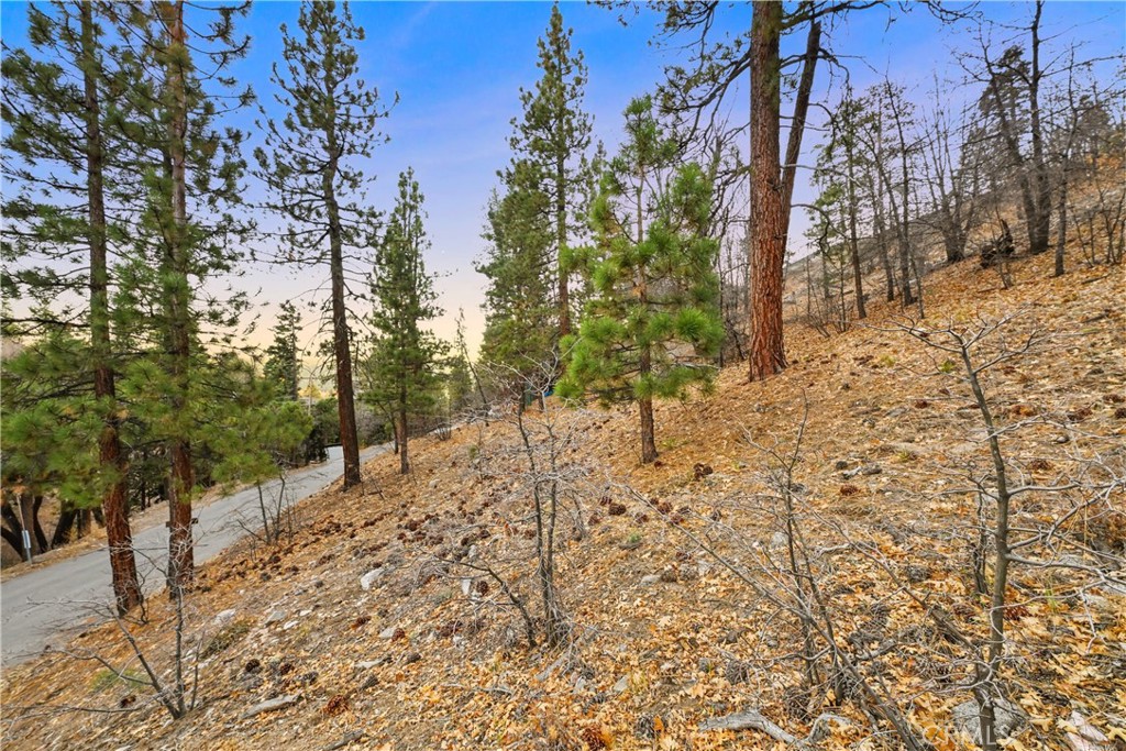 1237 Ridge Road Fawnskin, CA 92333 - Photo 8 of 28 a view of a dry yard with trees