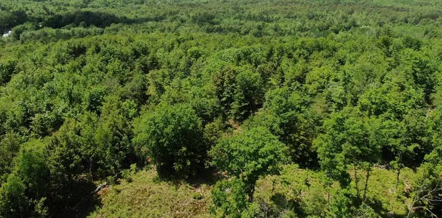 a view of a lush green forest