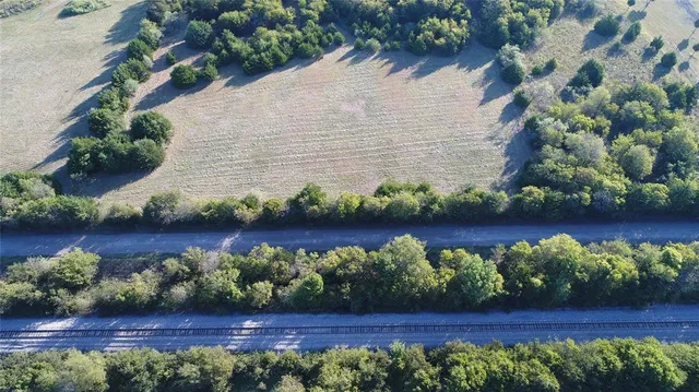 a view of a forest with a tree
