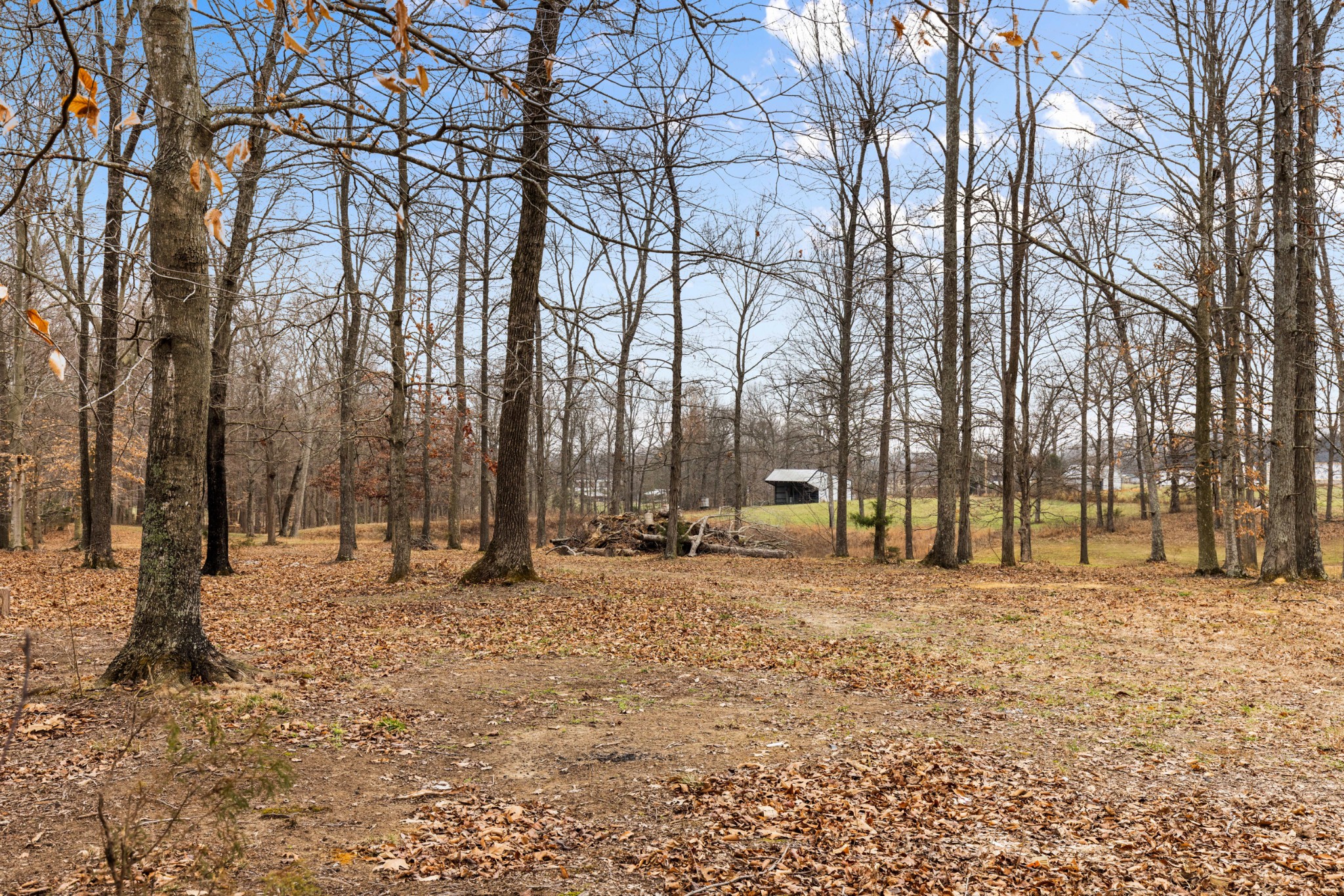 11875 Franklin Road Franklin, KY 42134 - Photo 4 of 21 a row of trees with a house in the background
