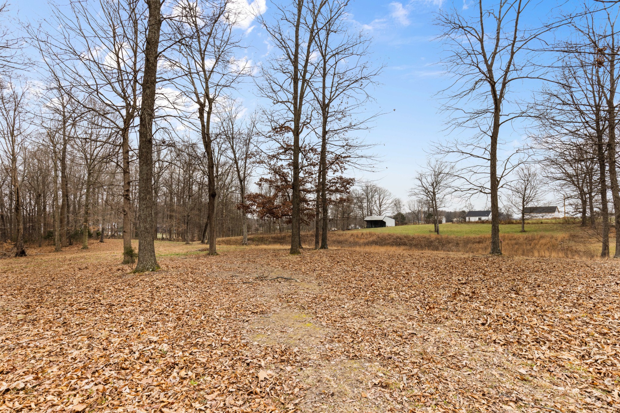 11875 Franklin Road Franklin, KY 42134 - Photo 6 of 21 a view of dirt yard with a trees
