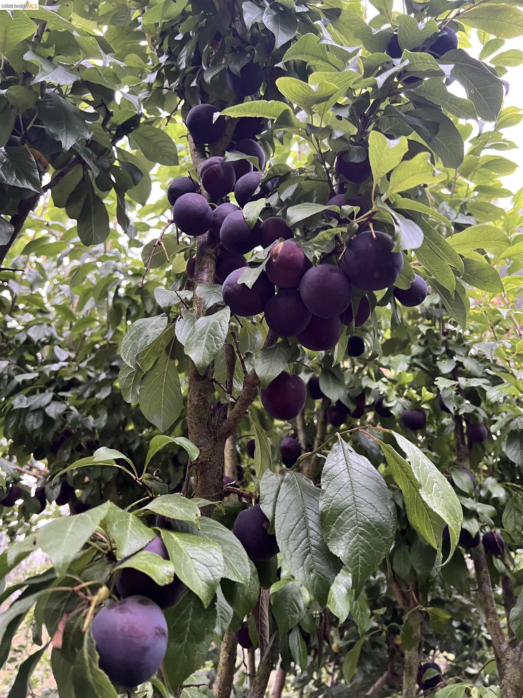 1179 Keith Avenue Berkeley, CA 94708 - Photo 55 of 59