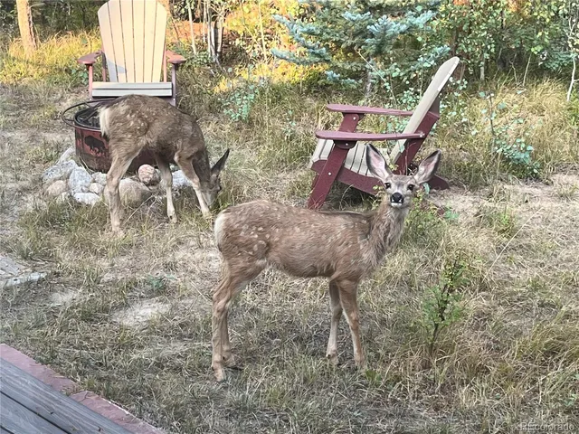 a view of a yard with large trees