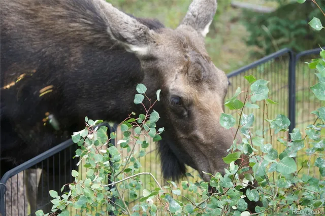 a view of a yard with large trees
